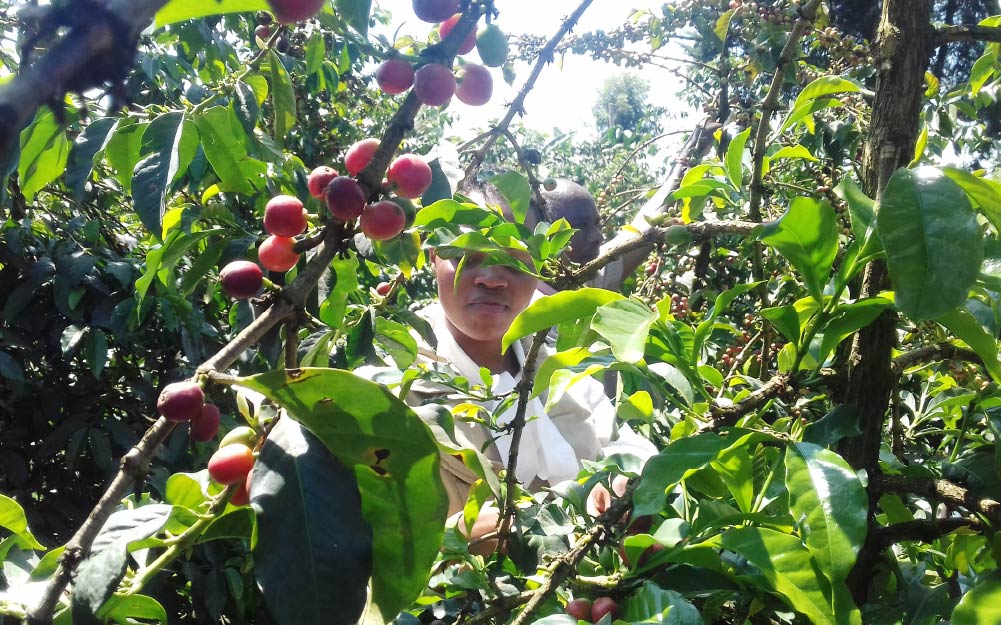 Ruční sběr kávy na plantáži
